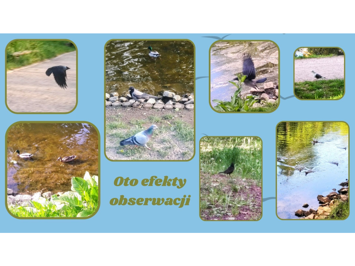PTAKI DZIKO ŻYJĄCE