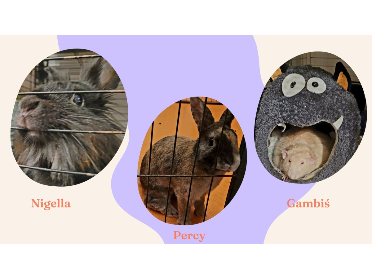 WYJŚCIE DO FUNDACJI ARBUZ